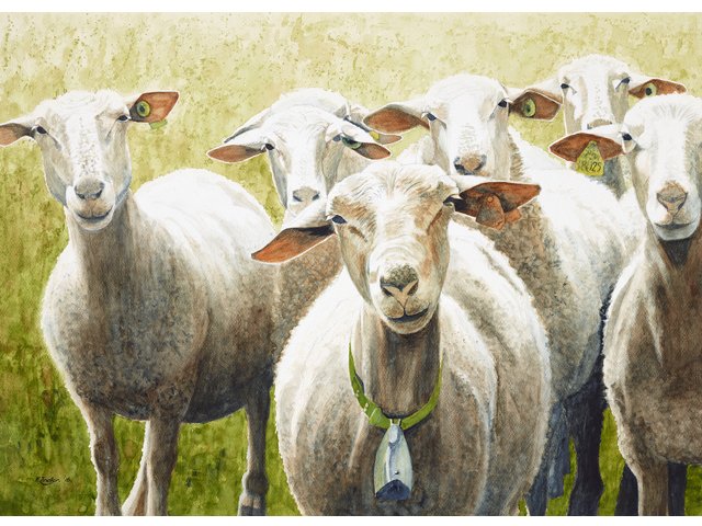 Frank Zindler - Zeven schapen, aquarel, 64x48cm